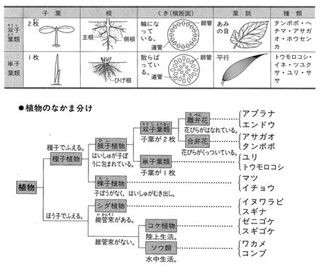 多子多孫植物|多子葉植物について 